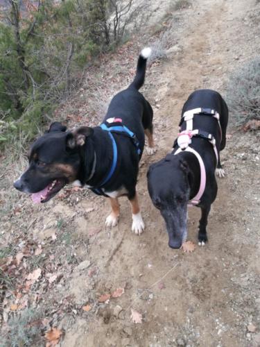 Walt&Emma (Dog Runner Trail)